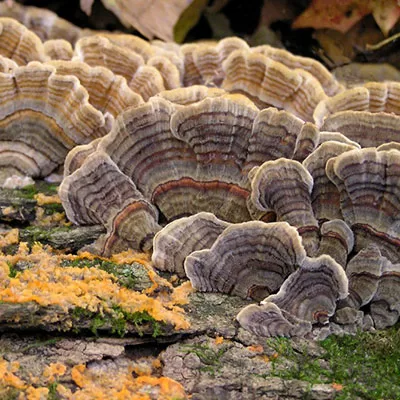 growth on the ozark trail