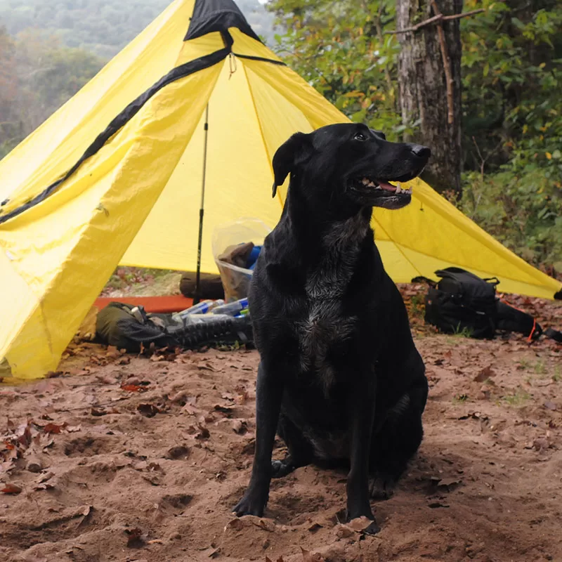 dog and tent